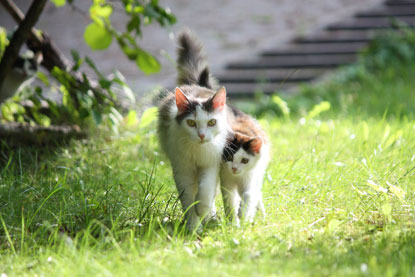 white and tabby cats walking in a garden