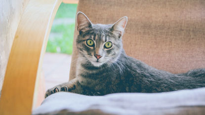 tabby cat lying on chair