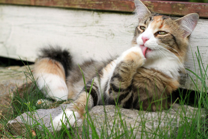 tabby and white cat outside licking paw