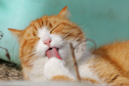 ginger cat grooming with tongue