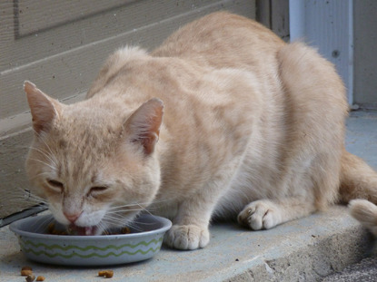 ginger cat eating food