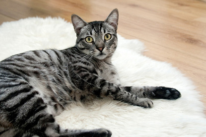 silver tabby on fur carpet