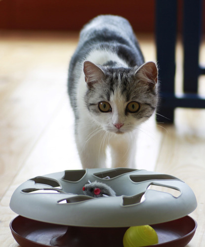 tabby and white cat with toy