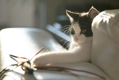 black and white cat playing with fishing rod toy