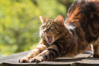 tabby cat stretching in the sun