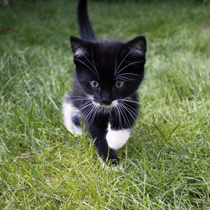 black and white kitten in grass