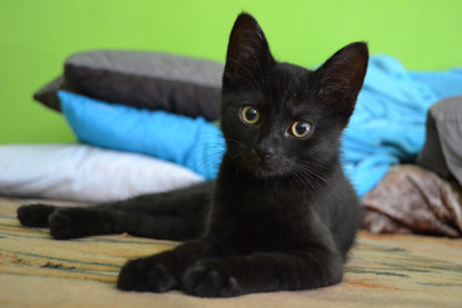 black kitten in front of cushions