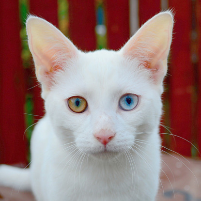 white cat yellow eyes