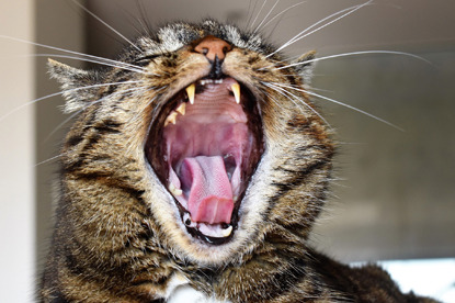tabby cat yawning and showing teeth