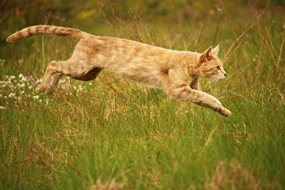 ginger cat leaping through grass