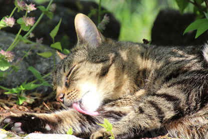 tabby cat grooming leg outside