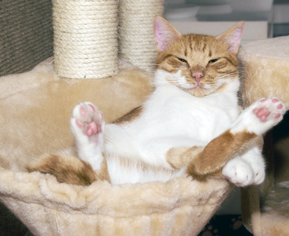 ginger and white cat lounging in cat bed