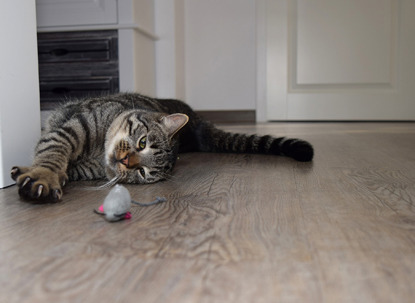 tabby cat playing with toy mouse