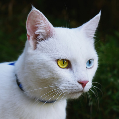 Why do some cats have different coloured eyes?