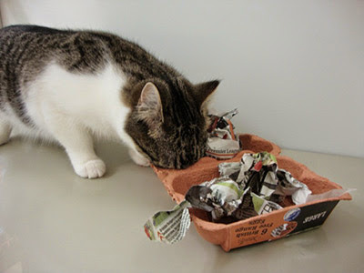 Cat eating biscuits from an egg box enrichment puzzle
