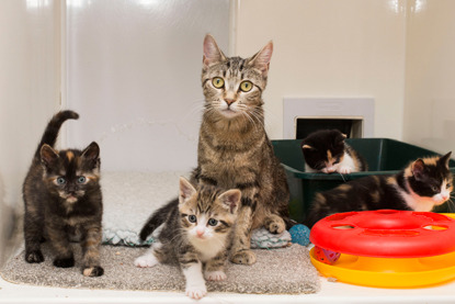 tabby cat with different coloured kittens