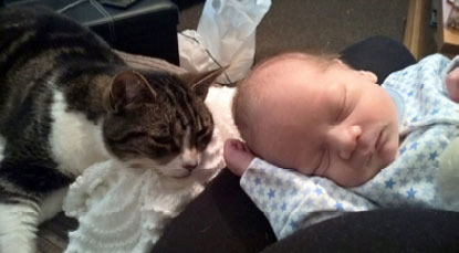tabby and white cat next to sleeping newborn baby