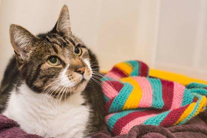 tabby cat lying next to a multicoloured stripy knitted blanket