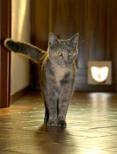 dark tortoiseshell cat standing in front of door with cat flap