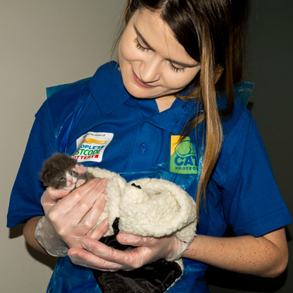 Cats Protection volunteer holding grey and white kitten in blanket