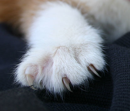 white cat paw with claws