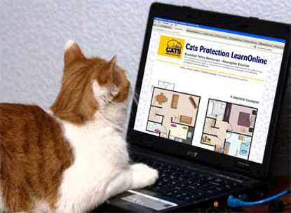 white and ginger cat at a laptop showing Cats Protection LearnOnline e-learning course