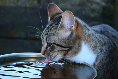 tabby cat drinking water from large bowl