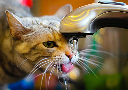 tabby cat drinking dripping water from tap