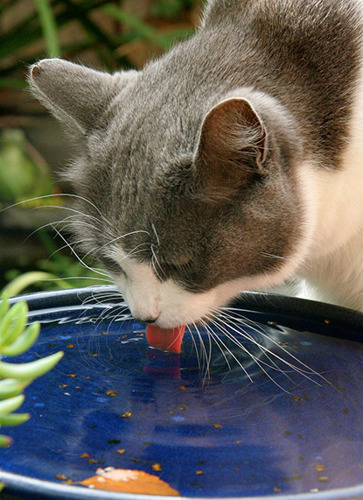 grey and white cat drinking from shallow water bowl