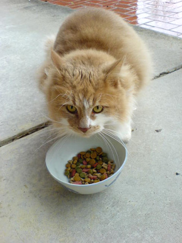 ginger cat eating dry biscuits