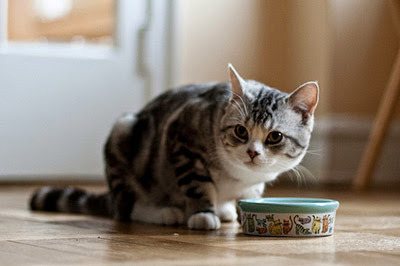 tabby and white cat by food bowl
