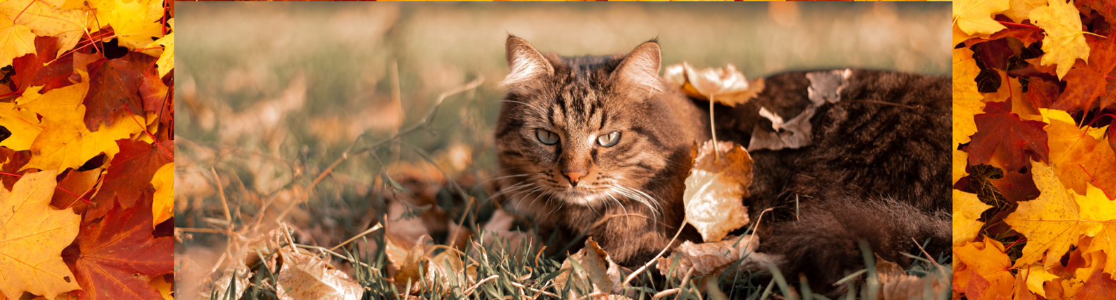 Cats Protection Oxford & District Branch