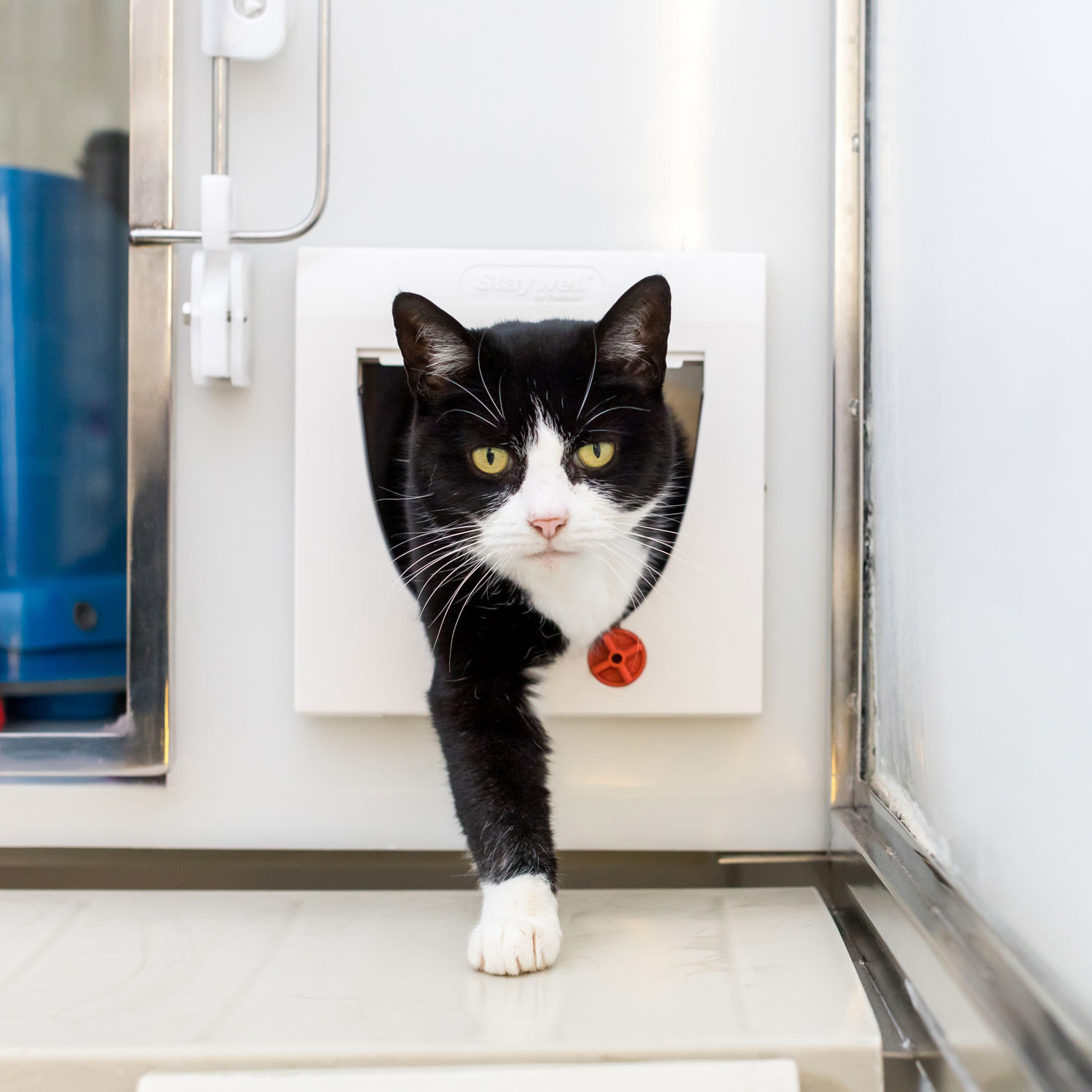 litter box door flap