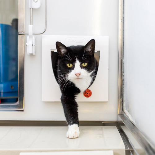 Litter Tray, Cat Flap & Carrier Training Cats Protection