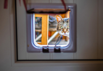 tabby cat looking through cat flap