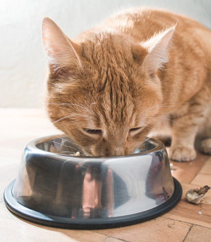 ginger cat eating from a metal pet food bowl