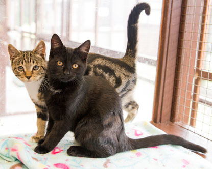 black and tabby cat friends