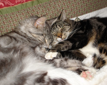 two tabby cats sleeping next to each other