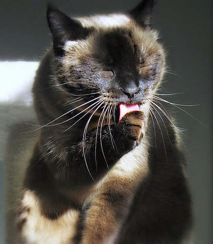 brown cat licking paw