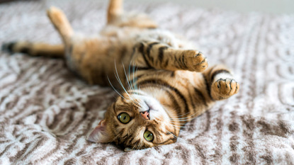 tabby cat lying upside down on blanket