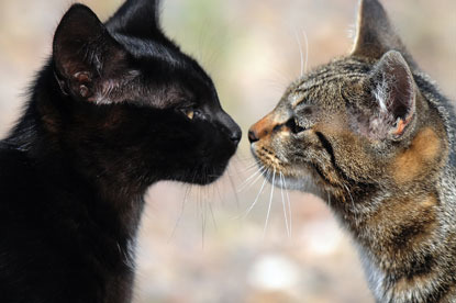 black cat and tabby cats with noses touching