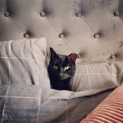 black cat amongst grey bedcovers
