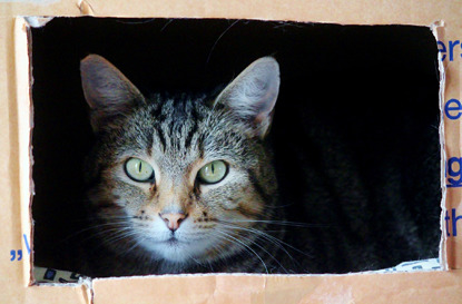 tabby cat in cardboard box