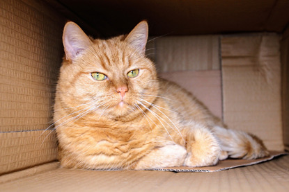 ginger cat laying inside a cardboard box
