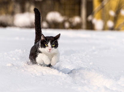 black and white cat jumping in snow