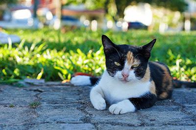 tortoiseshell cat laying in shade in a garden