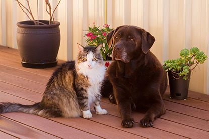 tabby and white cat with brown labrador