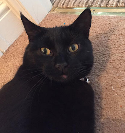 black cat with fur loss under mouth