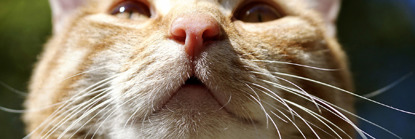 Ginger cat's nose and whiskers