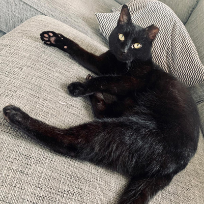 black cat lying on grey sofa